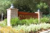 Molasses Creek Image
